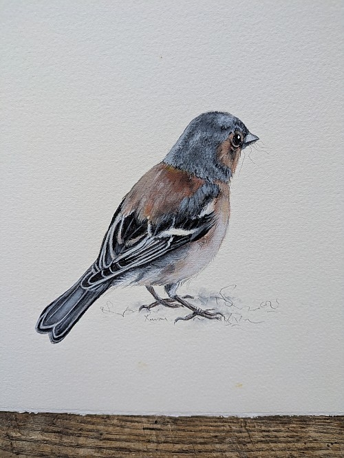 Chaffinch - Click to Enlarge