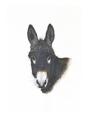 Tousey Heed,  Donkey Art Print
