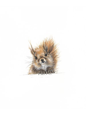 McTavish Squirrel Art Print