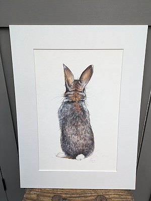 Cotton Tail Rabbit wall art print.